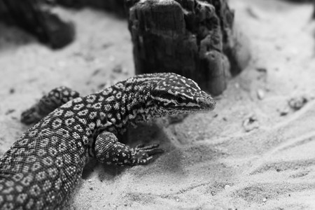 A giant varan lizard lying in the sandの写真素材