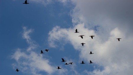 Birds flying in the blue sky .の写真素材