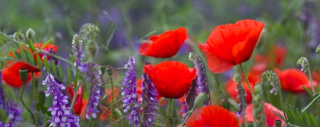 early morning red poppy field scene. Ukraineの写真素材