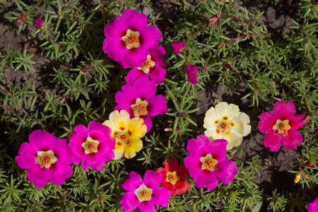 Colorful spring flower close up. Nature backgroundの写真素材