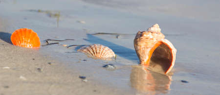 Sea Shell on the beach. Summer time