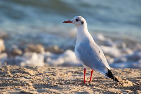 big Seagull standing near blue water.