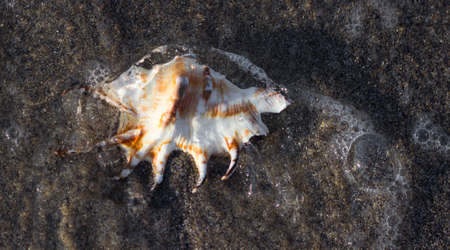 sea shell on the beach with sand as background