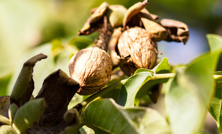 Ripe nuts of a Walnut tree.の写真素材