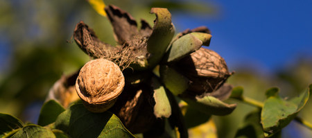 Ripe nuts of a Walnut tree. Clouse up