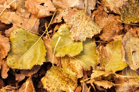 Autumn natural background with colorful maple leaves.