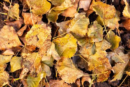 Autumn natural background with colorful maple leaves.