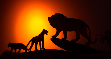 silhouette of african male and female lion against orange dusk dawn sunの写真素材