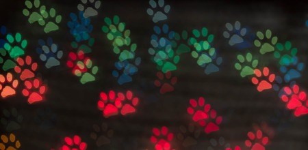 dog foot bokeh light as background. Blurred Colorfull bokeh.