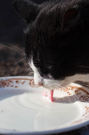 Cats drinking milk from bowl. Clouse upの写真素材