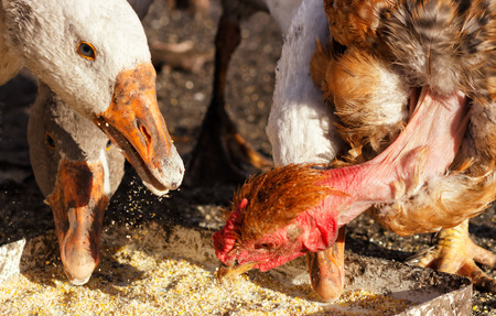Free range poultry roam the yard on a small farm,の写真素材