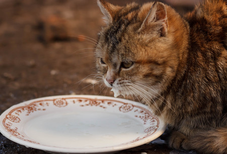 Cats drinking milk from bowl. Clouse upの写真素材