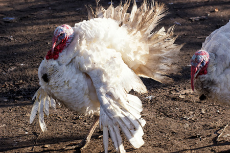 White Turkey Outdoors on the farm. poultry yardの写真素材
