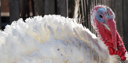 White Turkey Outdoors on the farm. poultry yard