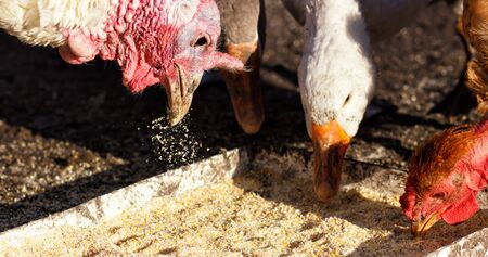 Free range poultry roam the yard on a small farm,の写真素材