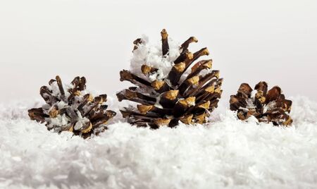 Fir cone on snow background - winter or christmas concept.の写真素材