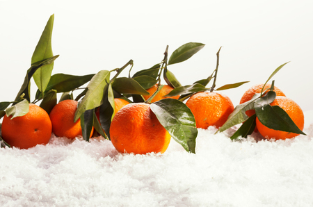 Mandarins with leaves on snow. Winter conceptの写真素材
