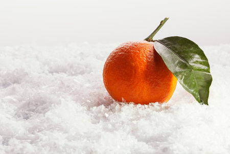 Mandarins with leaves on snow. Winter conceptの写真素材