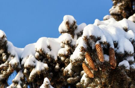 Winter background with pine cones