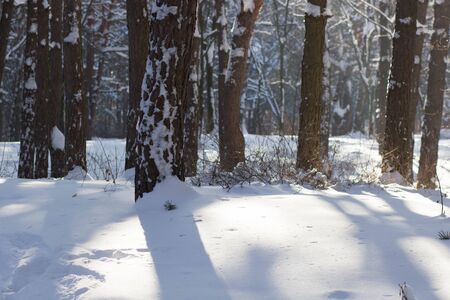 Sunset in the wood between the trees strains in winter periodの写真素材