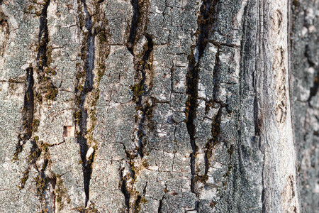 Old Wood bark Tree Texture Background Pattern