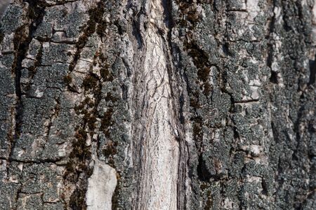 Old Wood bark Tree Texture Background Pattern