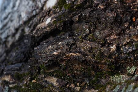 Old Wood bark Tree Texture Background Pattern