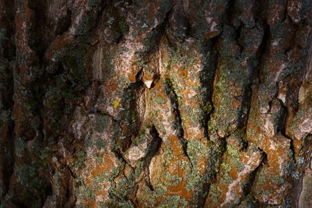 Old Wood bark Tree Texture Background Pattern