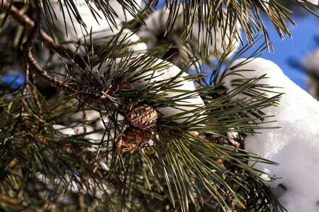 Winter background with pine cones