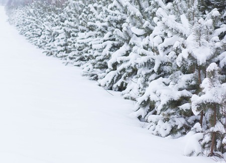 Christmas background with snowy fir treesの写真素材