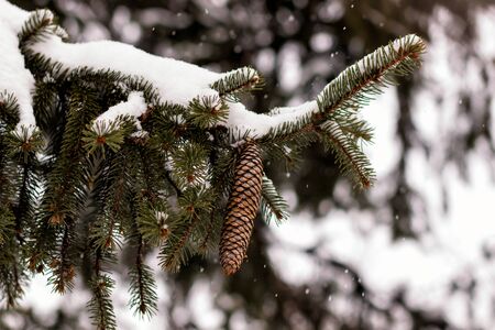 Winter background with pine cones