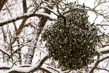 Still life composition with mistletoe. winter tree diseaseの写真素材
