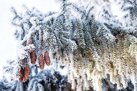 Winter background with pine conesの写真素材