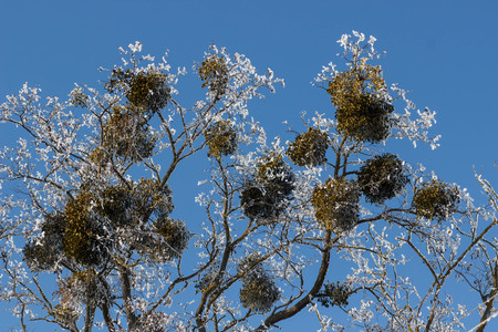 Winter landscape. Branches of trees in hoarfrostの写真素材