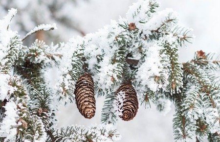 Fir branch on snow