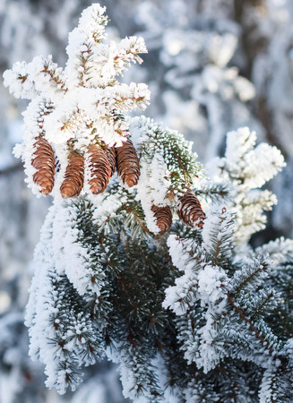 Fir branch on snowの写真素材