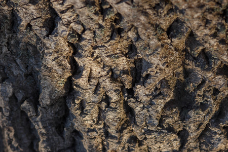 Old Wood Tree Texture Background Patternの写真素材