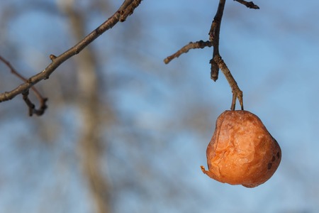 An old rotten apple hanging on a branch . winterの写真素材