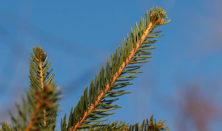 Fir tree branch isolated on blue sky