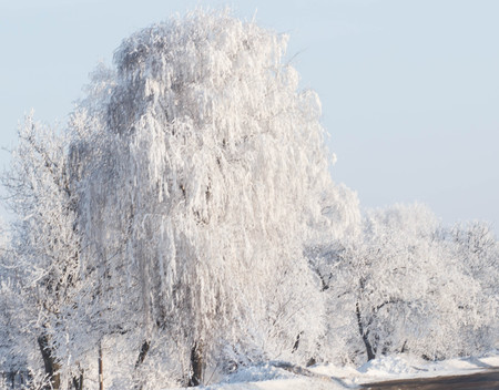 Winter landscape. Frost frost on the trees.の写真素材