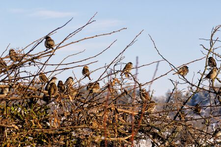 Sparrows sitting in bush in winter park. Frosty weather. Urban fauna.