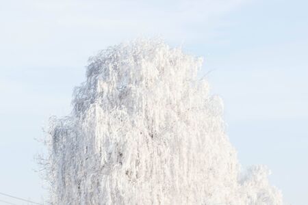 Winter landscape. Frost frost on the trees. Mist evaporation of water. Blue sky. Sunny day. Opaque air saturated with water vapor, filled with bright light of the sunの写真素材