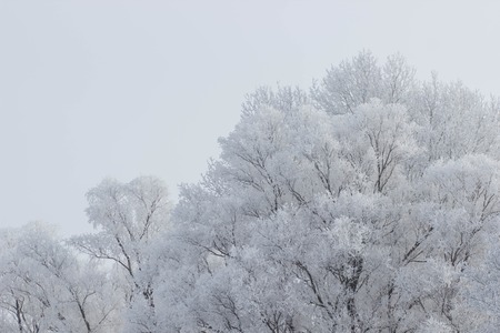 Winter landscape. Frost frost on the trees. Mist evaporation of water. Blue sky. Sunny day. Opaque air saturated with water vapor, filled with bright light of the sunの写真素材