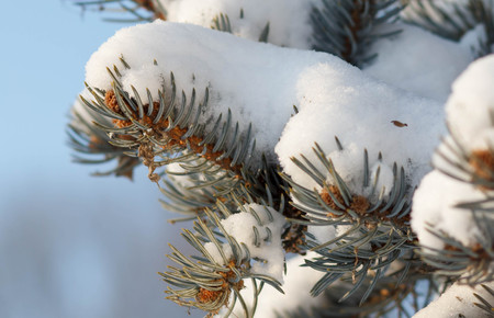 Winter background with pine cones. branch of spruce