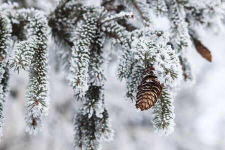Fir branch on snow. Cone on tree in winterの写真素材