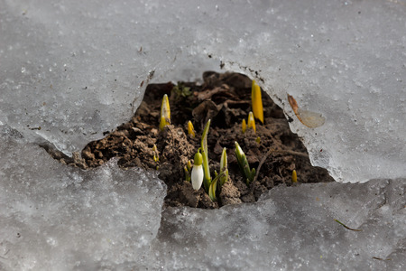The first snowdrops among thawing snowの写真素材
