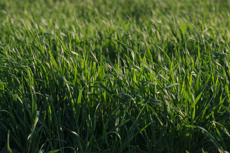 Close up of fresh thick grass with water drops in the early morning