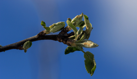 Blooming tree with beautiful flowers in the springの写真素材