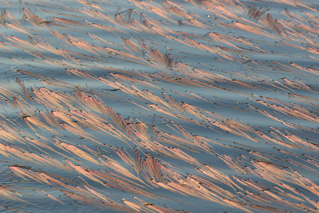 Algae on the water