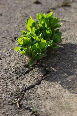 young plant growing through the ground, hope conceptの写真素材